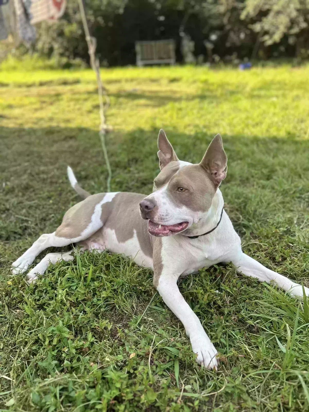 Puppy, Pitbull Dog for adoption in Bells, TN, 38006