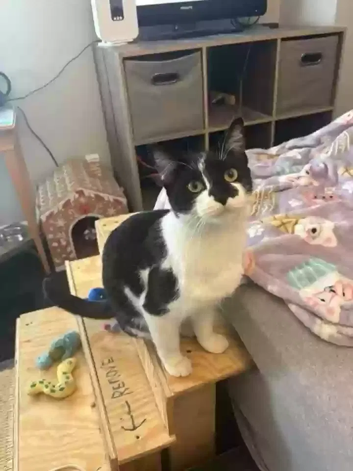 Penelope, Unknown Cat for adoption in Roseville, MI, 48066