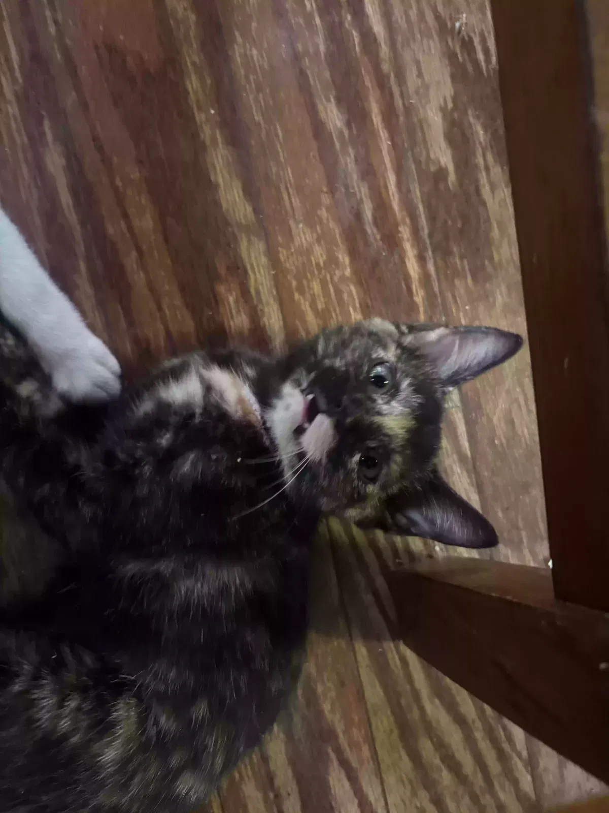 Celeste and Wanda, Short haired domestic Cat for adoption in Ellenwood, GA, 30294