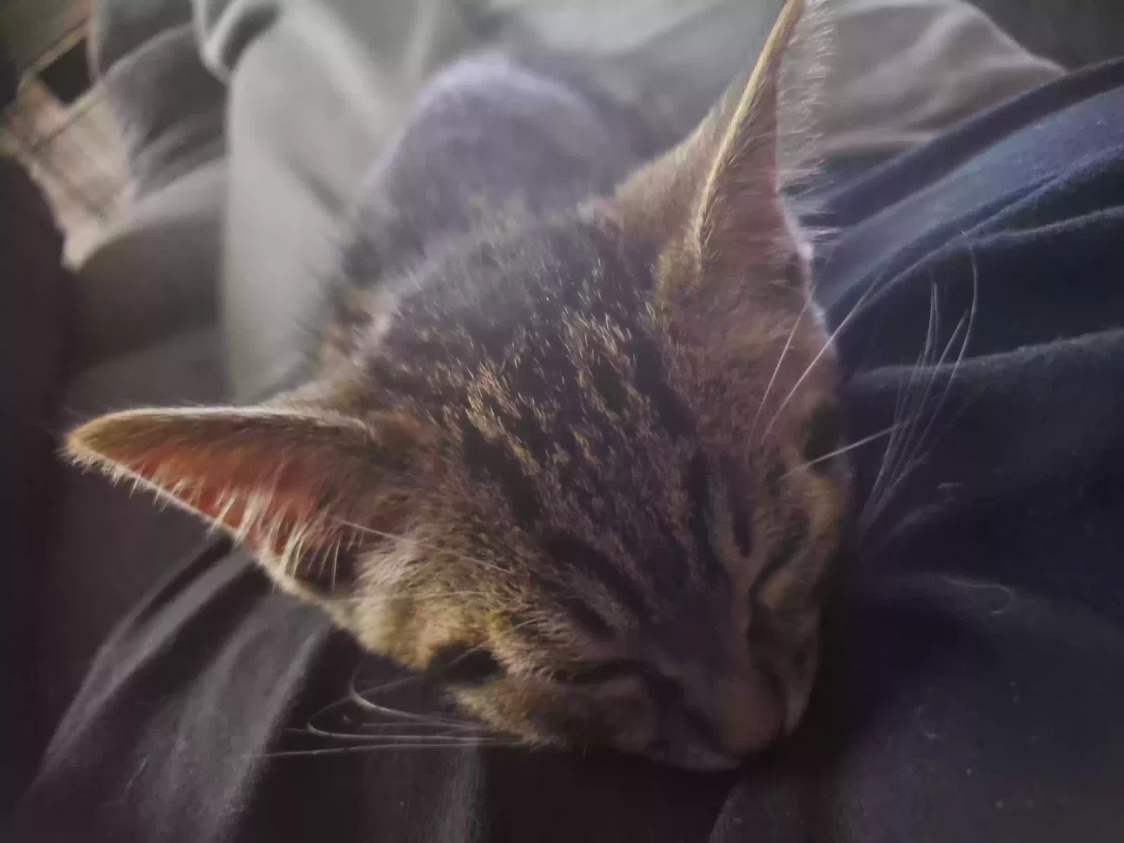 Caspian, Gray Tabi Cat for adoption in Macon, GA, 31210