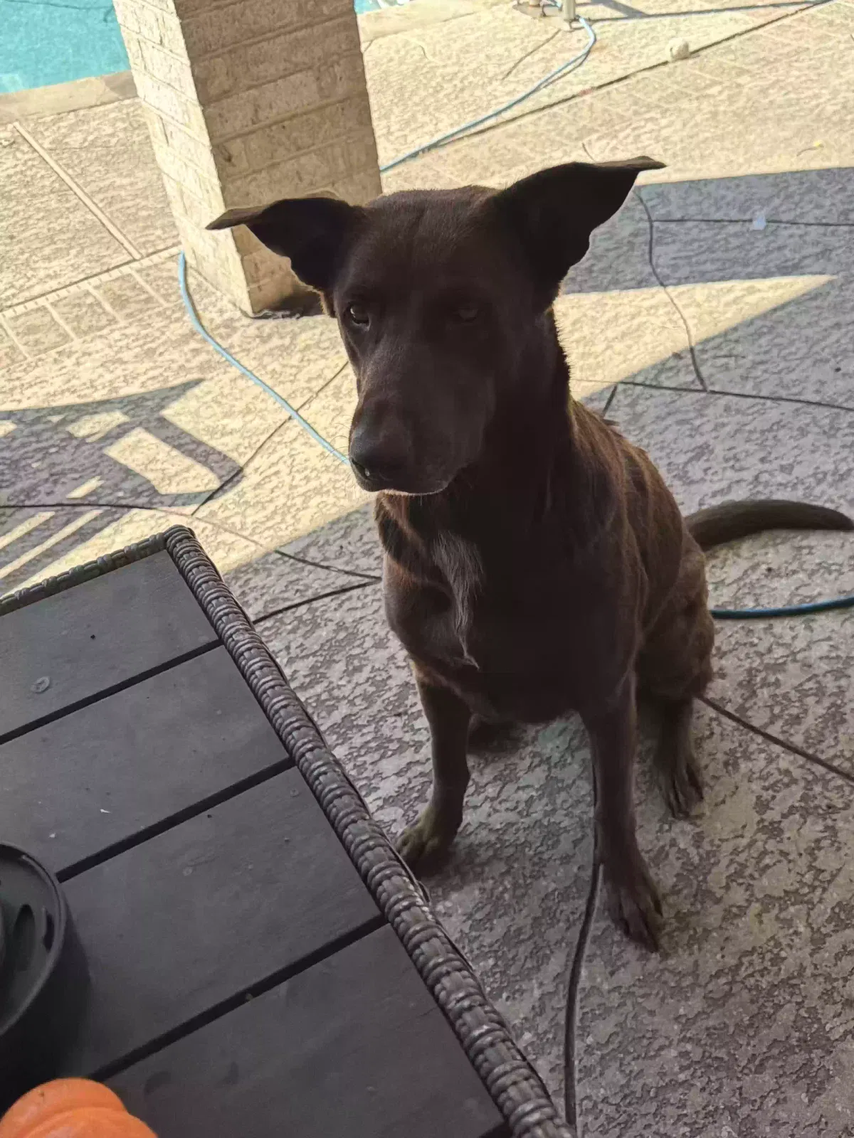 Reba Mae, Half German Shepard / Half Lab Dog for adoption in Seabrook, TX, 77586