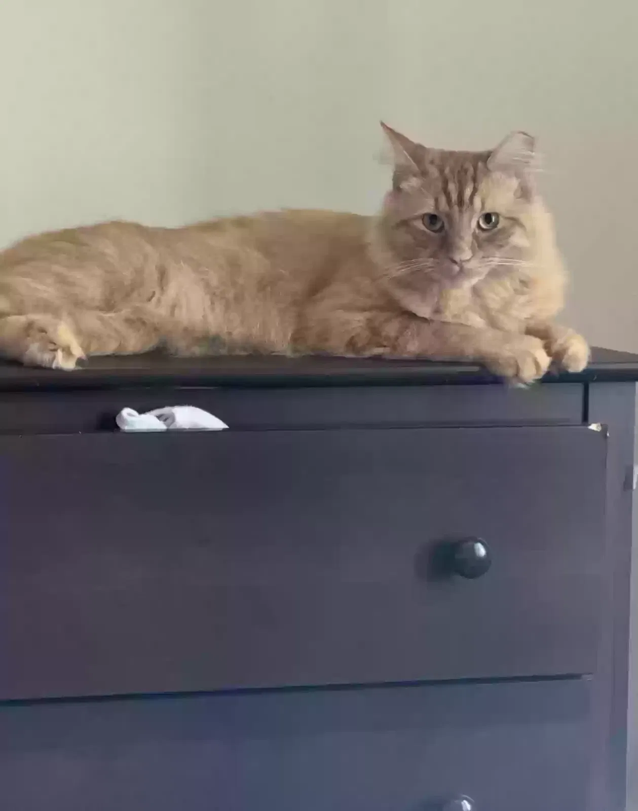 Cooper, Unknown Cat for adoption in Ball Ground, GA, 30107