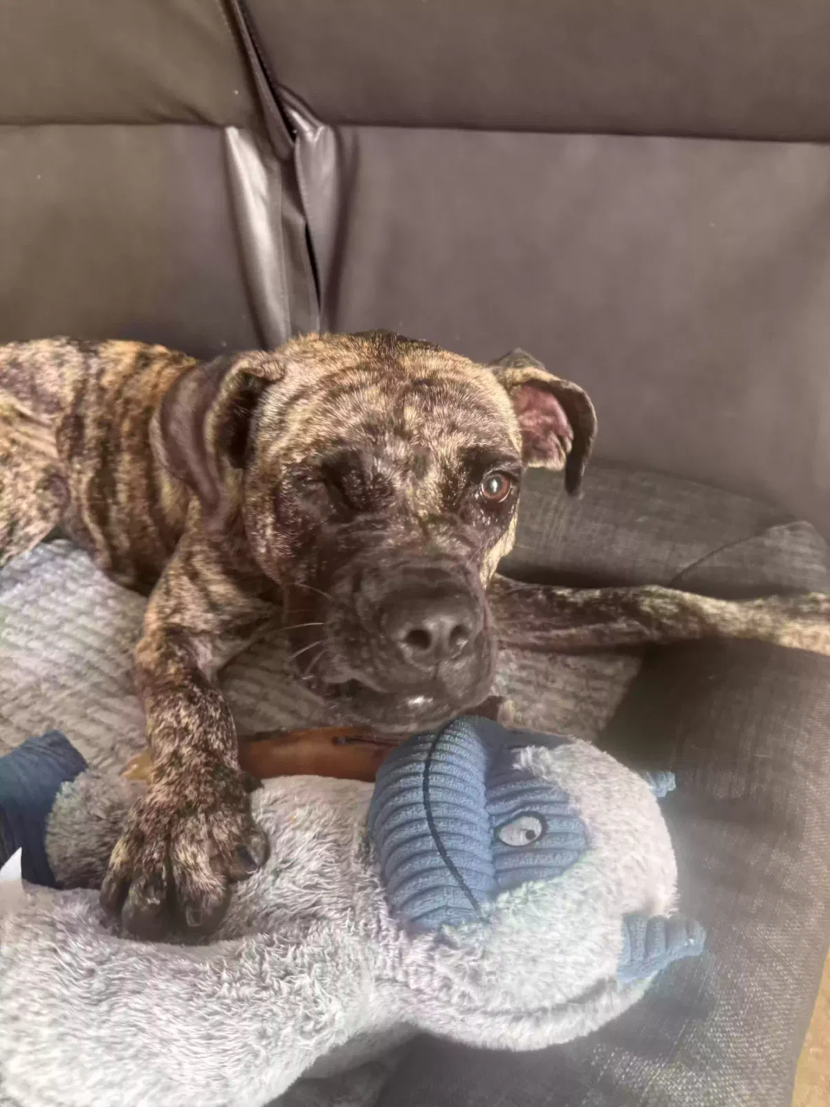 Yama, Pitbull mix Dog for adoption in Compton, CA, 90220