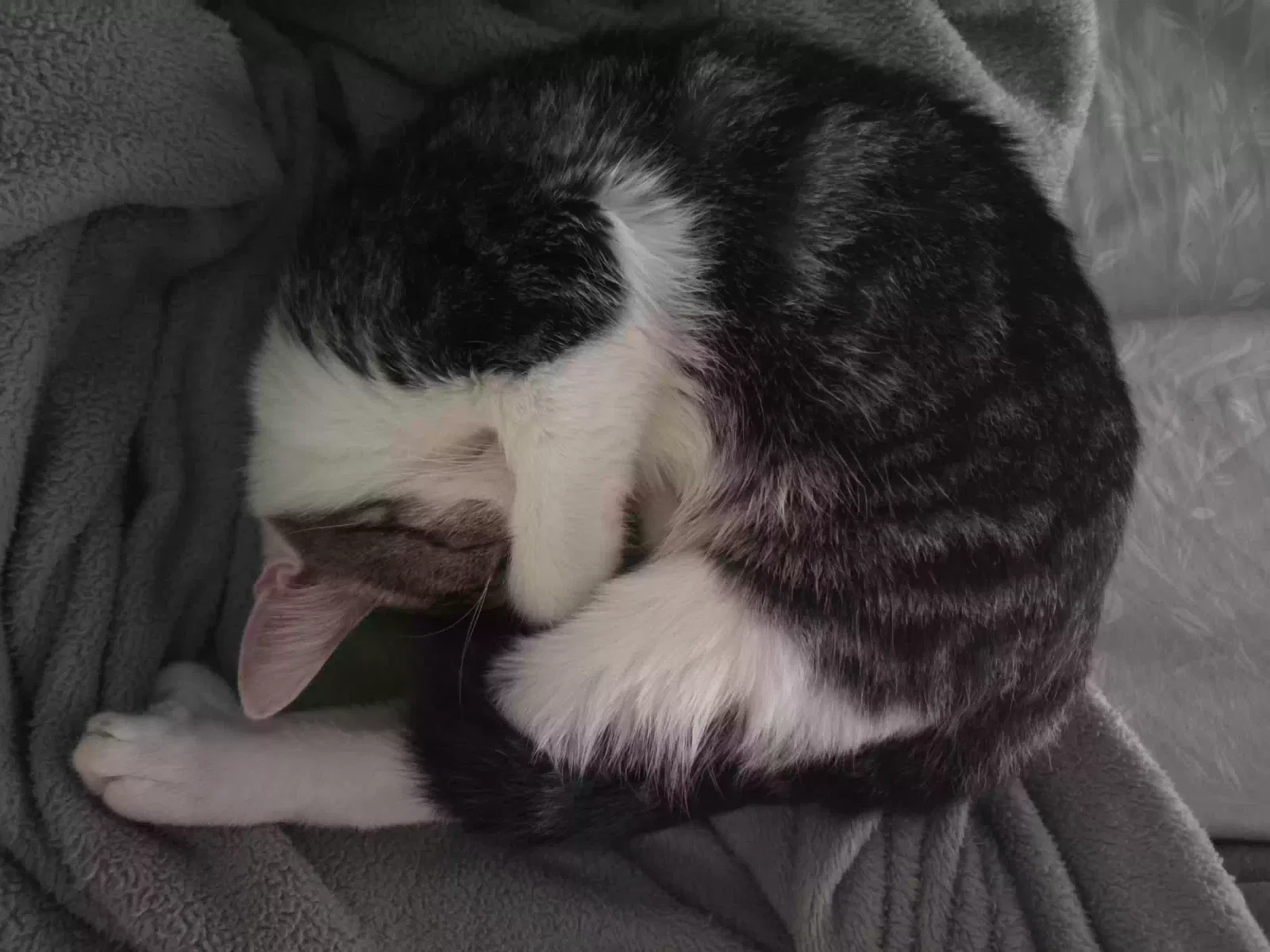 Catherine, Unknown Cat for adoption in Mcminnville, TN, 37110