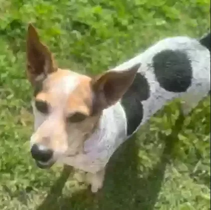 Paisley, Corgi/Cattle dog/Jack Russell Mix Dog for adoption in Tahlequah, OK, 74464