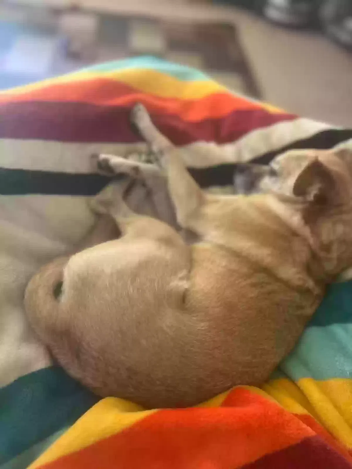 Rowdy, Pug and Chihuahua mix Dog for adoption in Tahlequah, OK, 74464