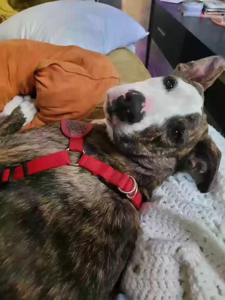 Lola, Joel terrier mix Dog for adoption in Prescott, AZ, 86303