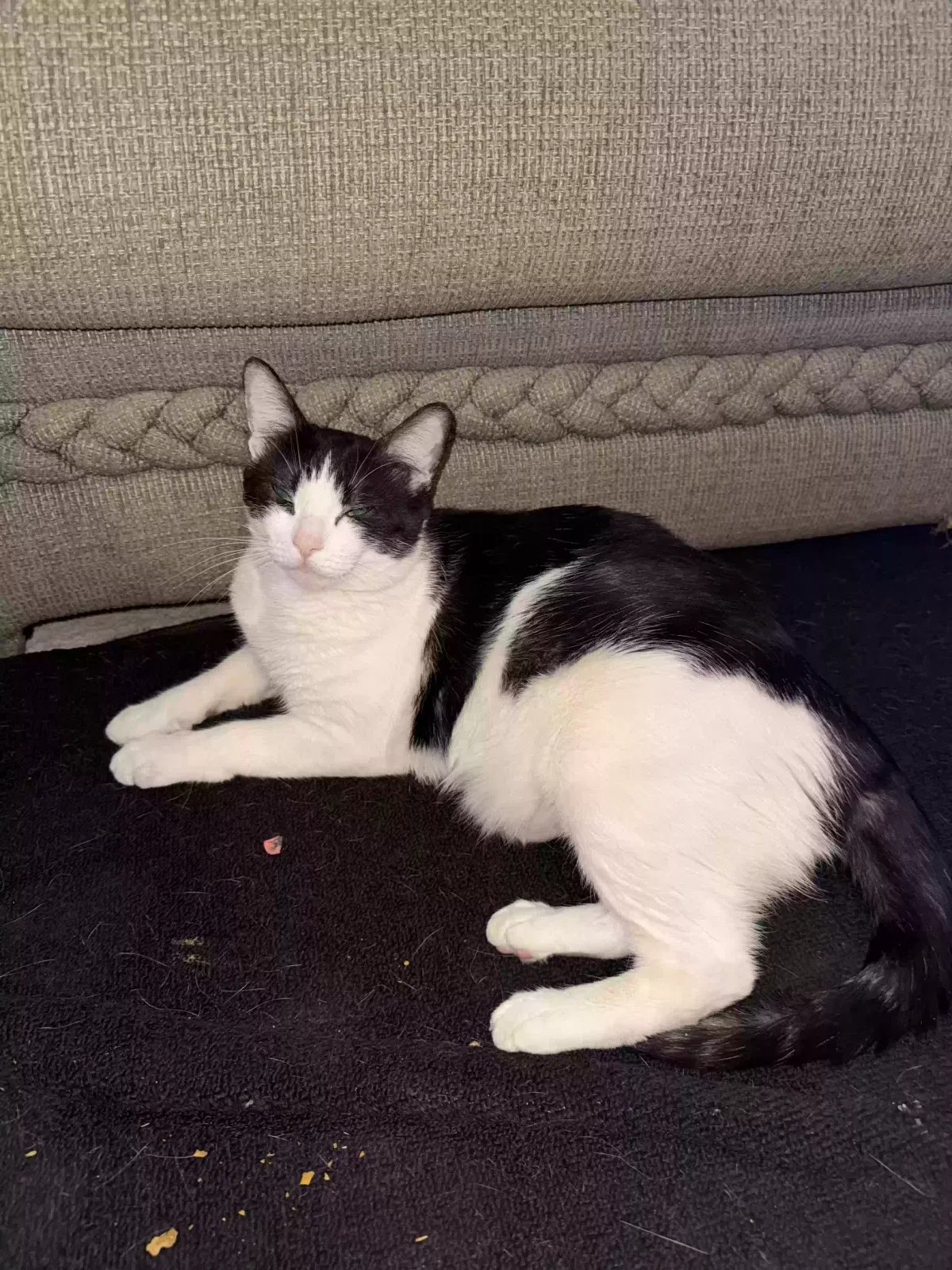 Harley, Unknown Cat for adoption in Surprise, AZ, 85378