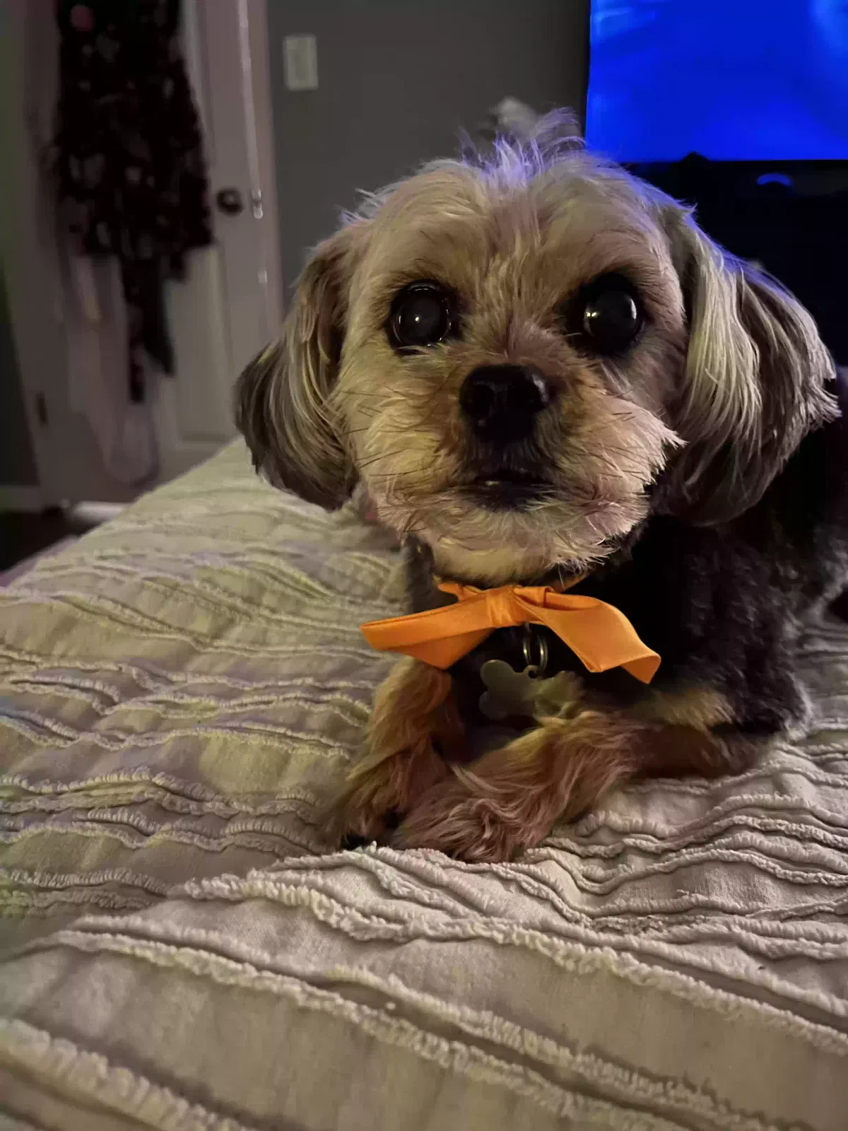 Sampson, Yorkie Mix Dog for adoption in Commerce Township, MI, 48382