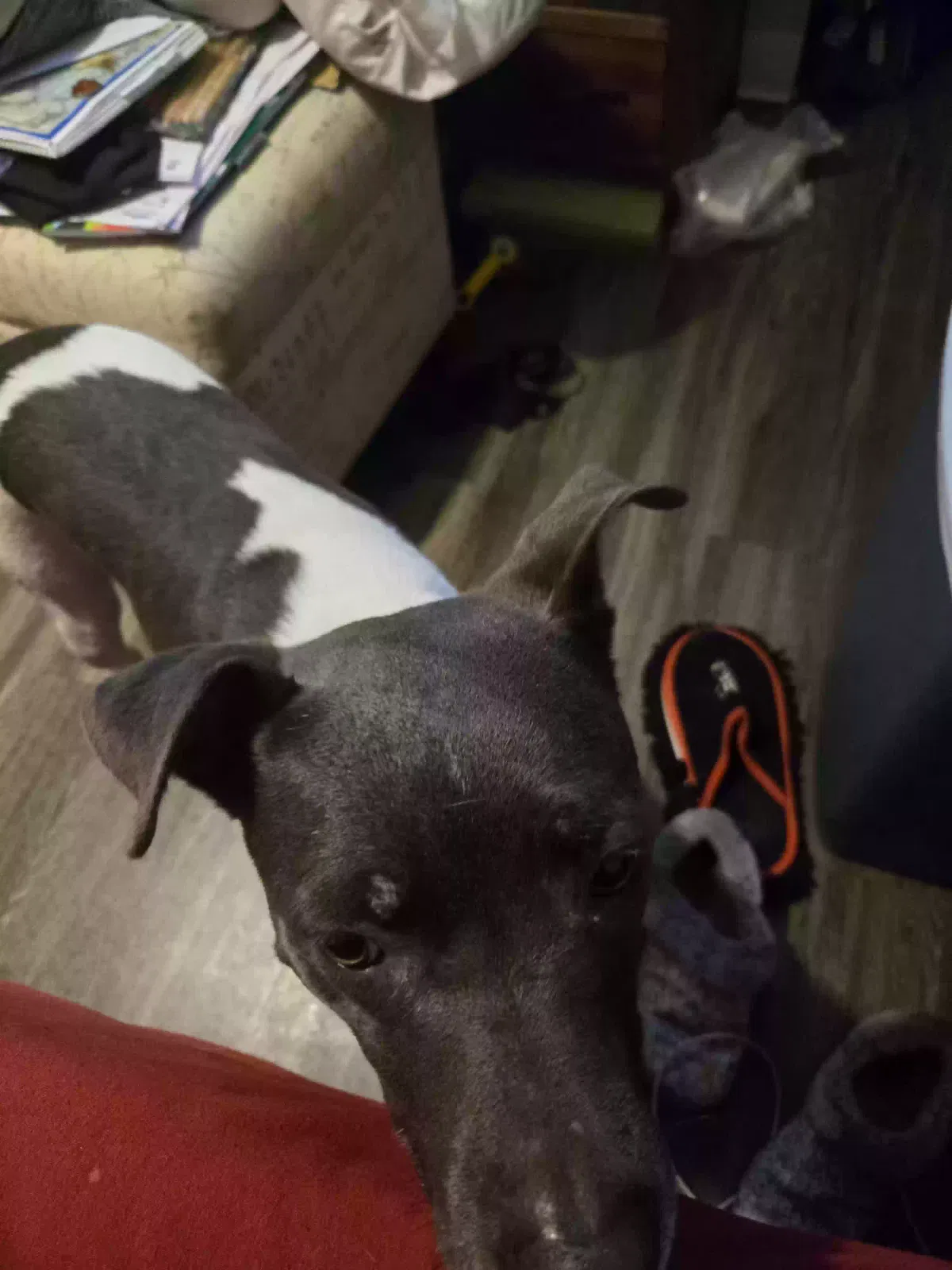 ZooLa, Pointer and Pitbull Dog for adoption in Colorado Springs, CO, 80904