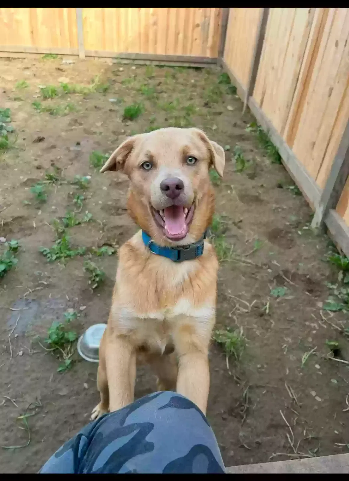 Lil Red, Unknown Dog for adoption in Gustine, CA, 95322