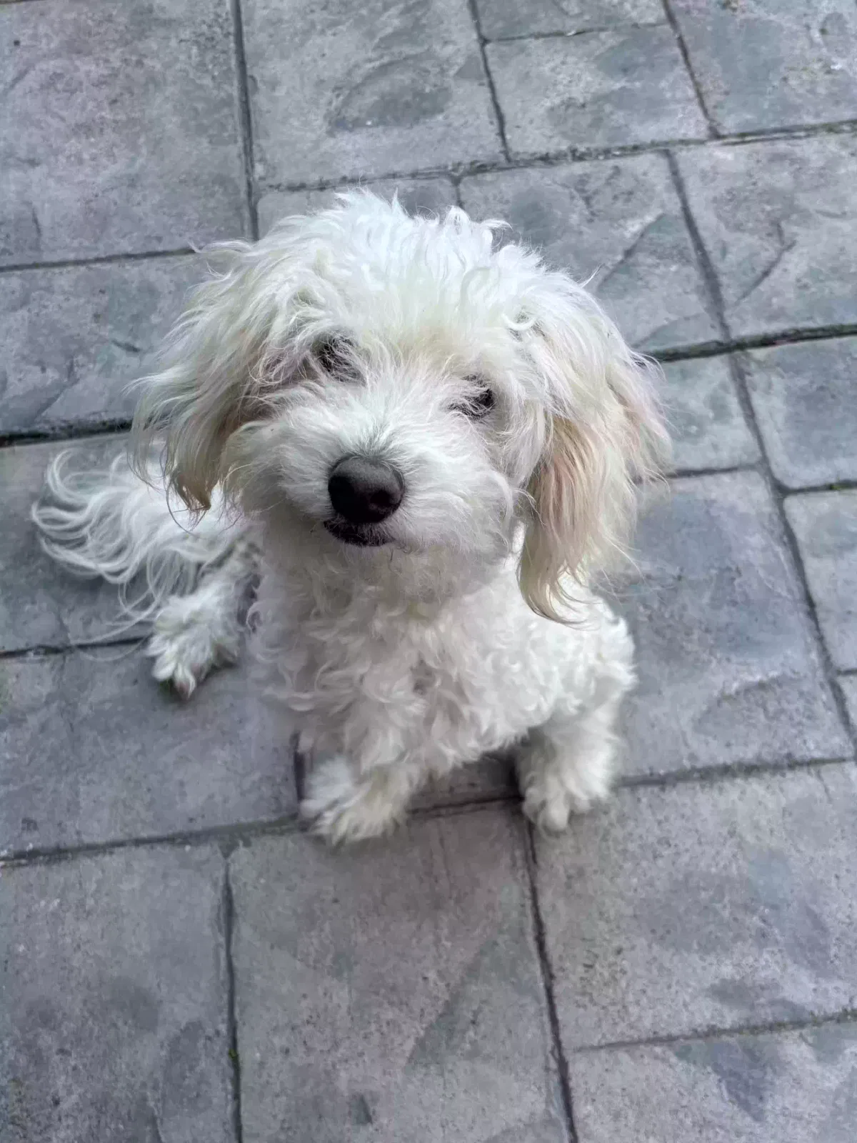 Hatchi, Maltipoo Dog for adoption in San Leandro, CA, 94579