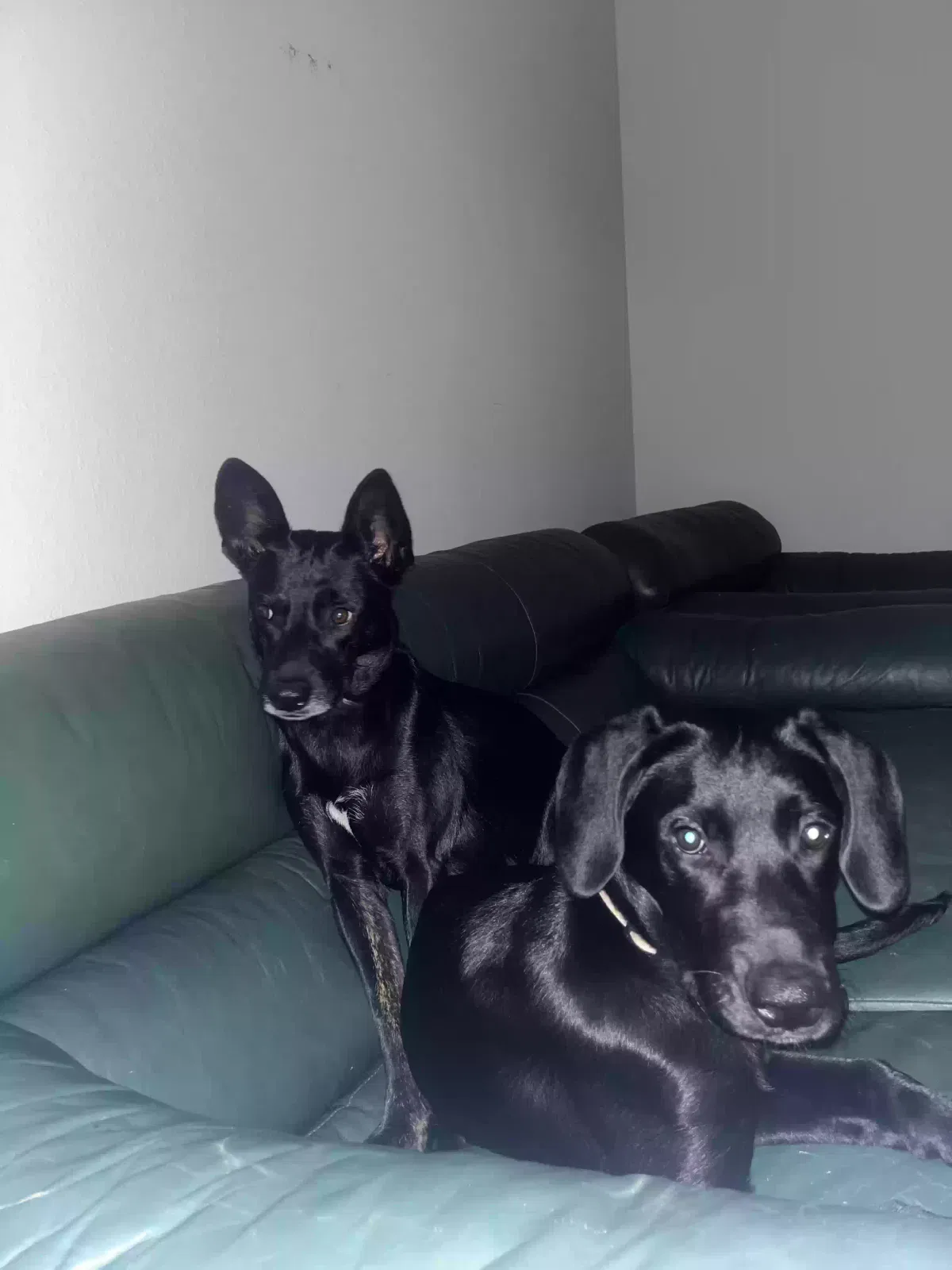 Mini, Belgian lab Dog for adoption in Cumming, GA, 30040