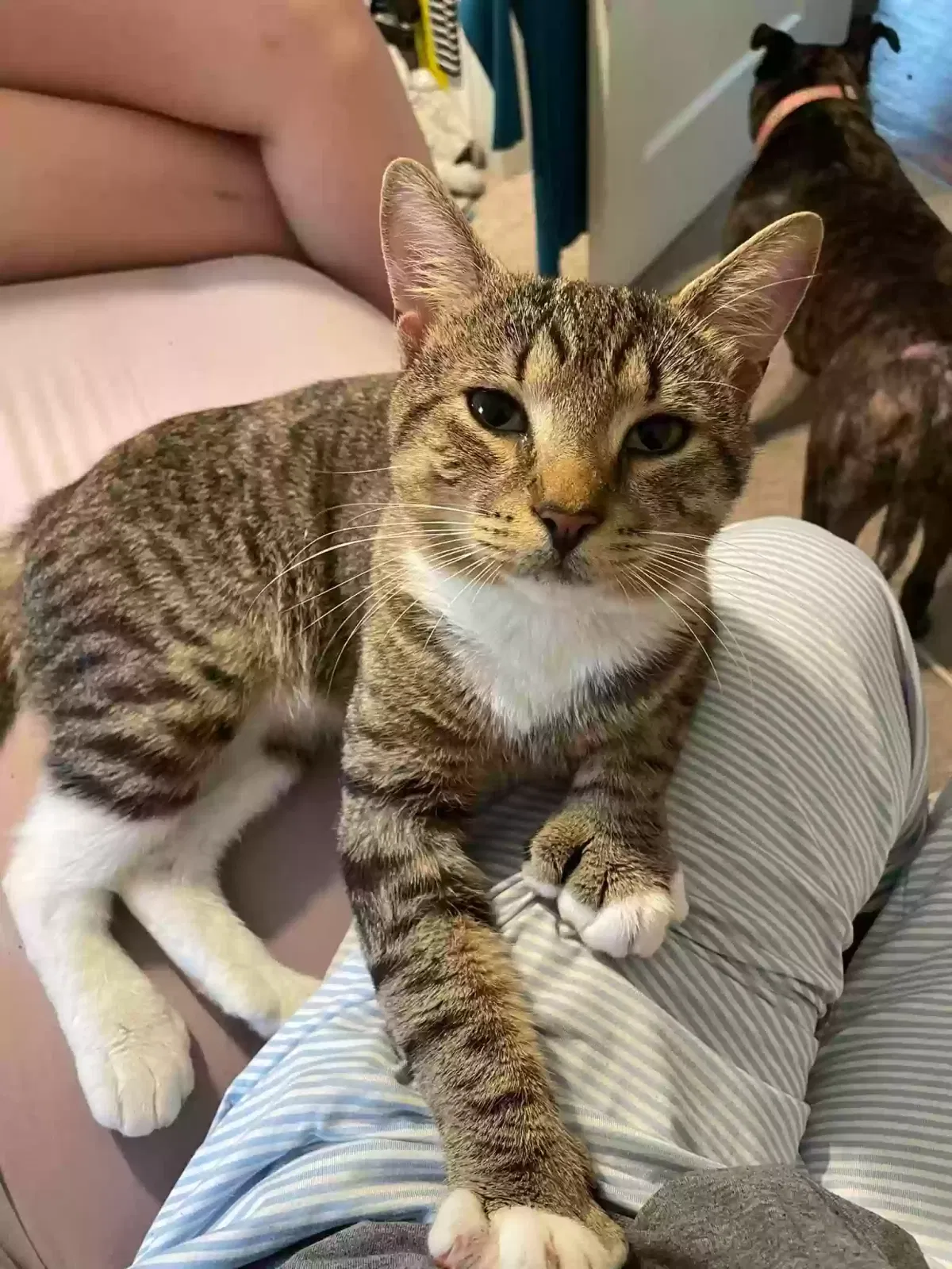 Buzz, Tabby Cat for adoption in Murrells Inlet, SC, 29576