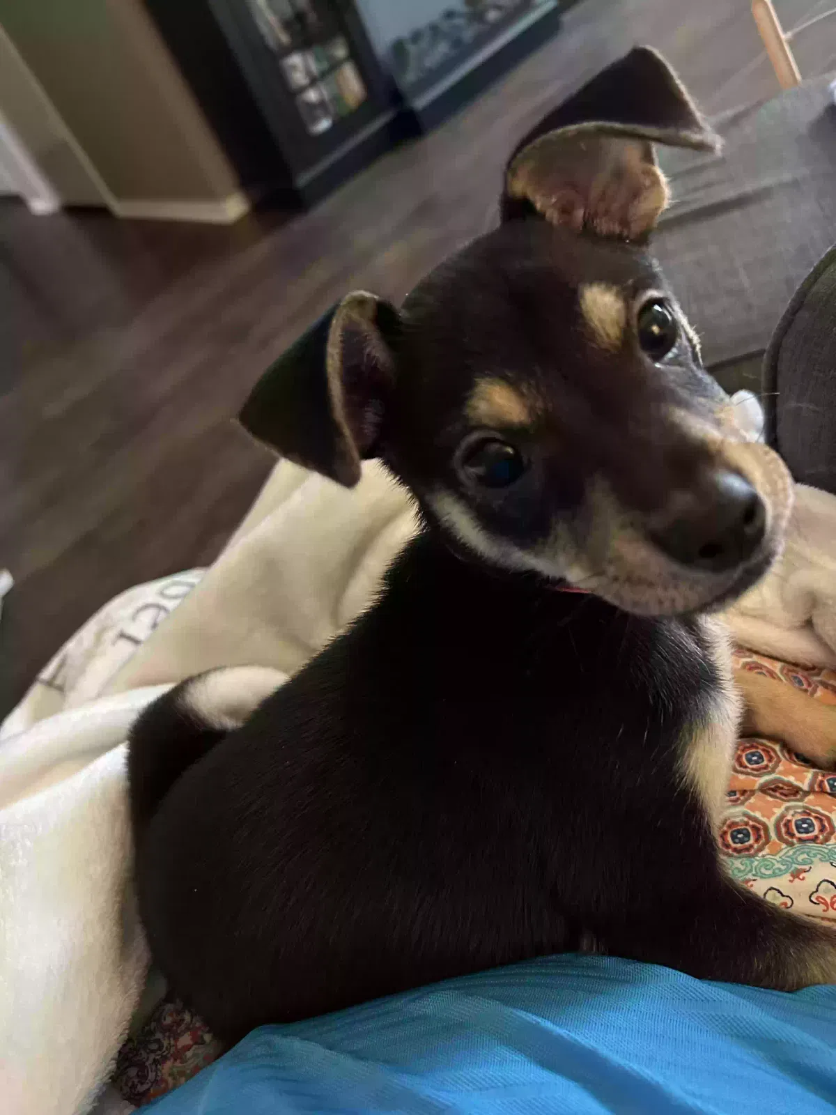 Canoli, Terrier/mix. Small dog Dog for adoption in Beaumont, TX, 77706