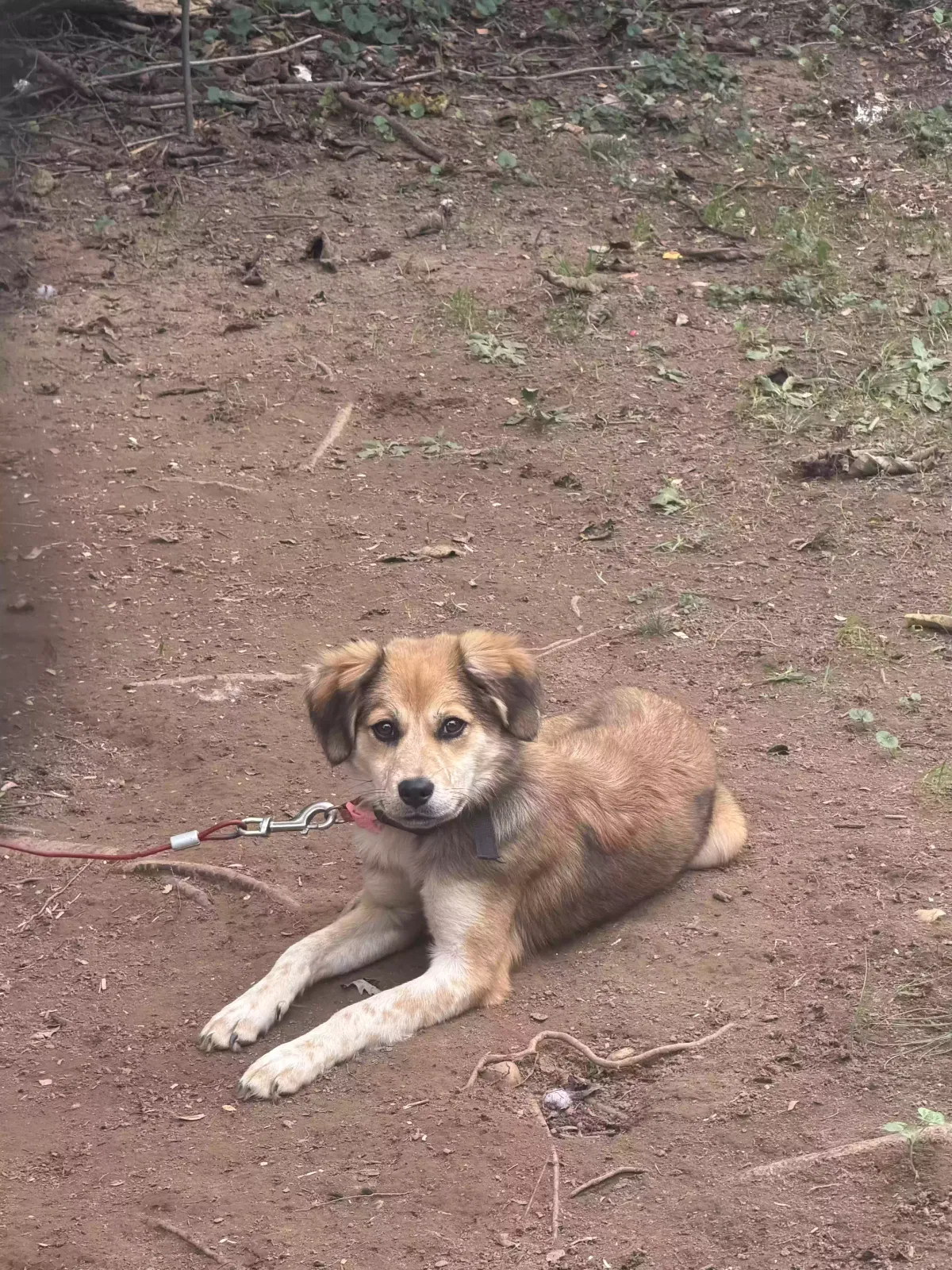 Coco, Unknown Dog for adoption in Ellijay, GA, 30540