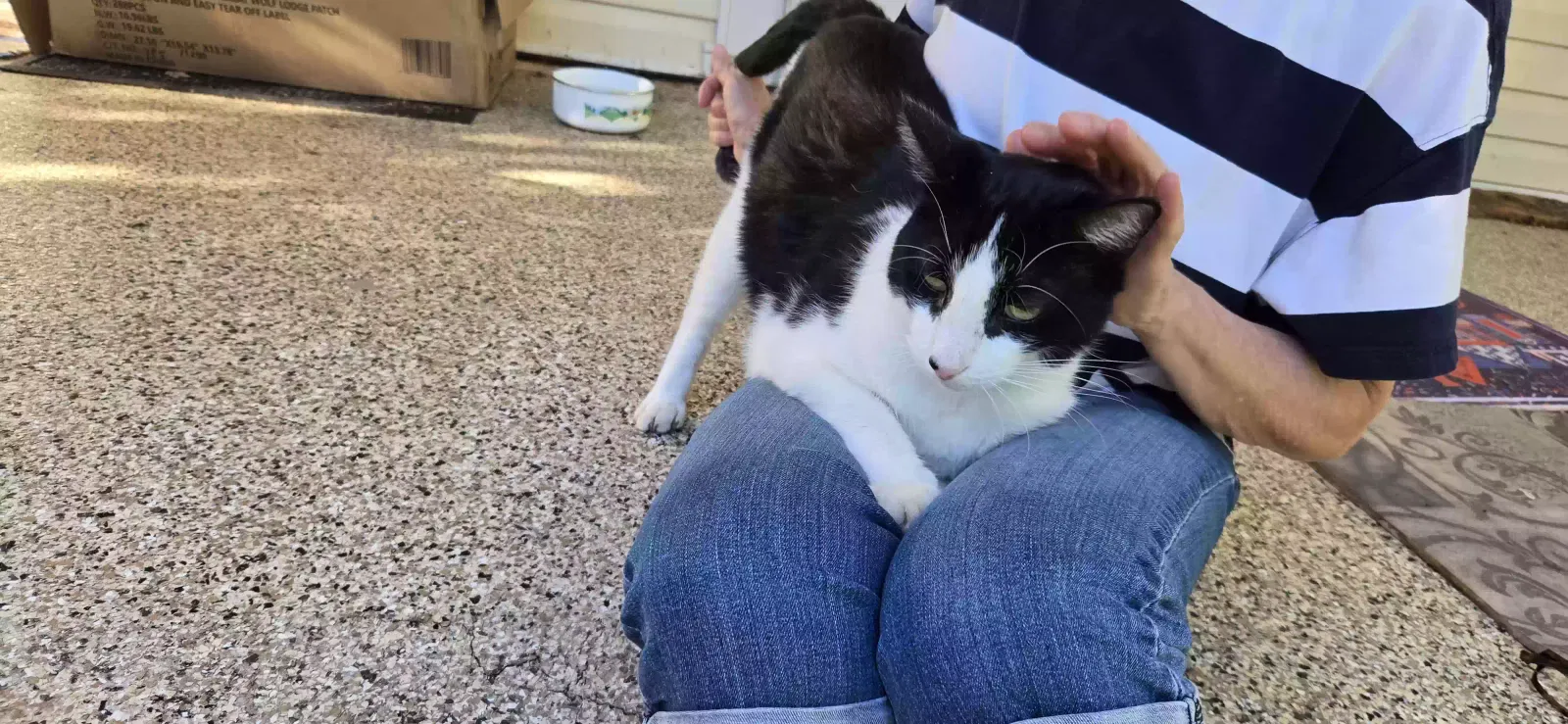 Zippy, Unknown Cat for adoption in Germantown, OH, 45327