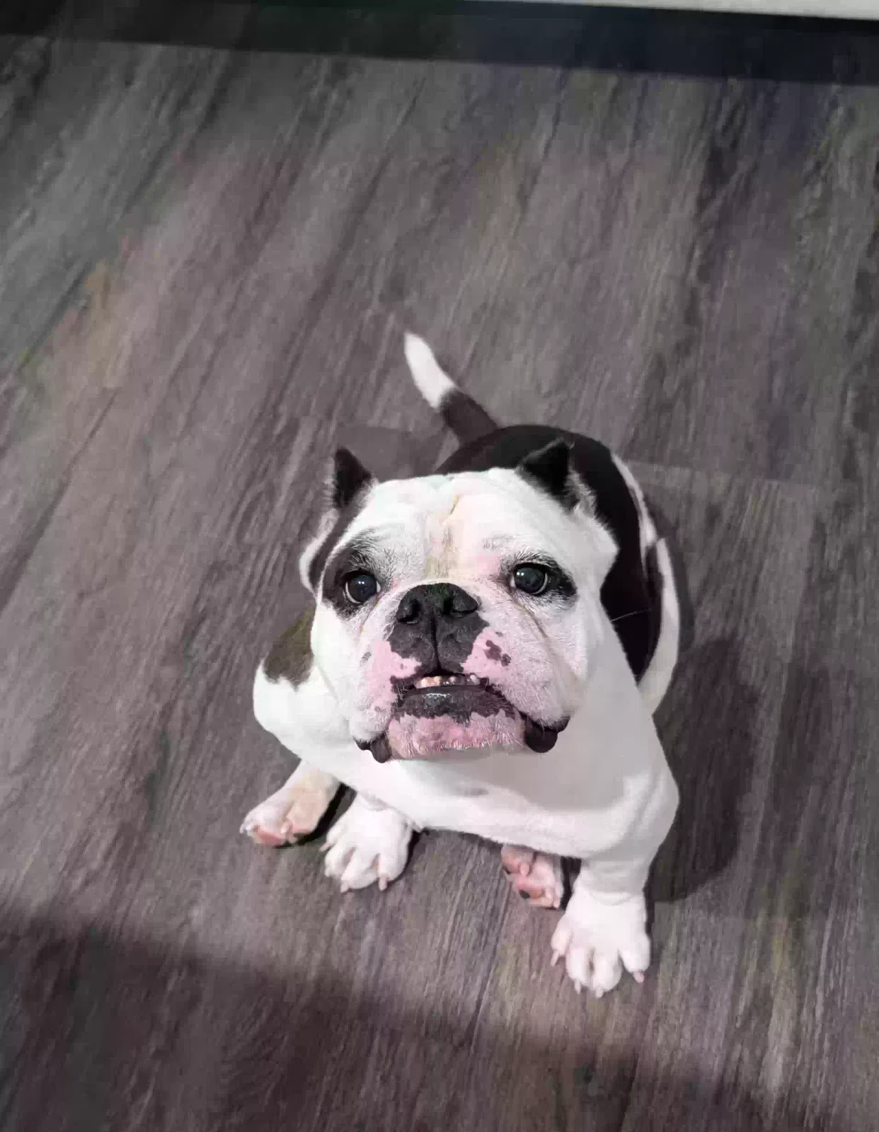Osita, American Pocket bully Dog for adoption in Ocala, FL, 34472