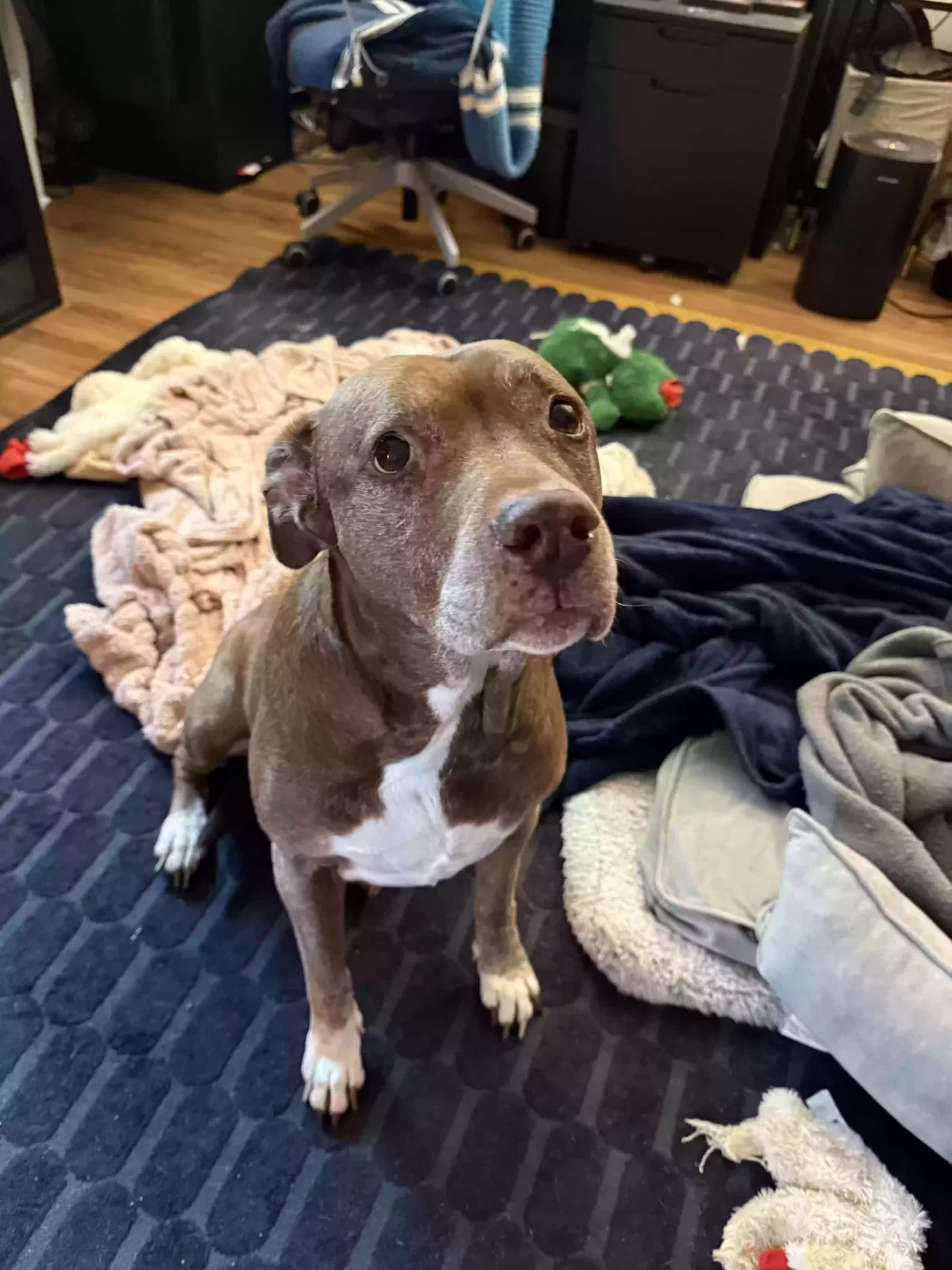 Ladybird, Pit Bull Dog for adoption in San Antonio, TX, 78209