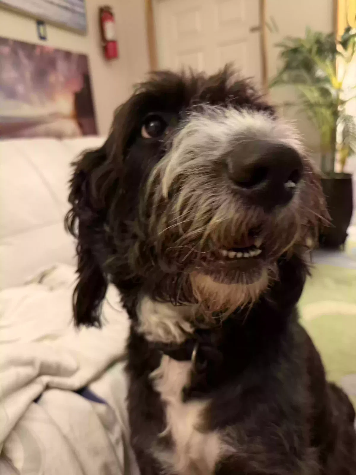 Zeus’s, Labradoodle Dog for adoption in Key West, FL, 33040