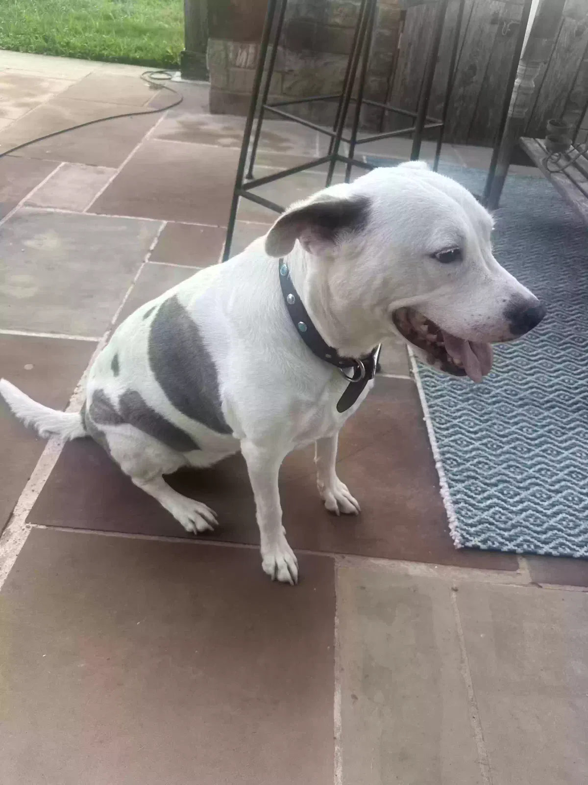 BELLA, DALMATIAN MIX Dog for adoption in Liberty Hill, TX, 78642