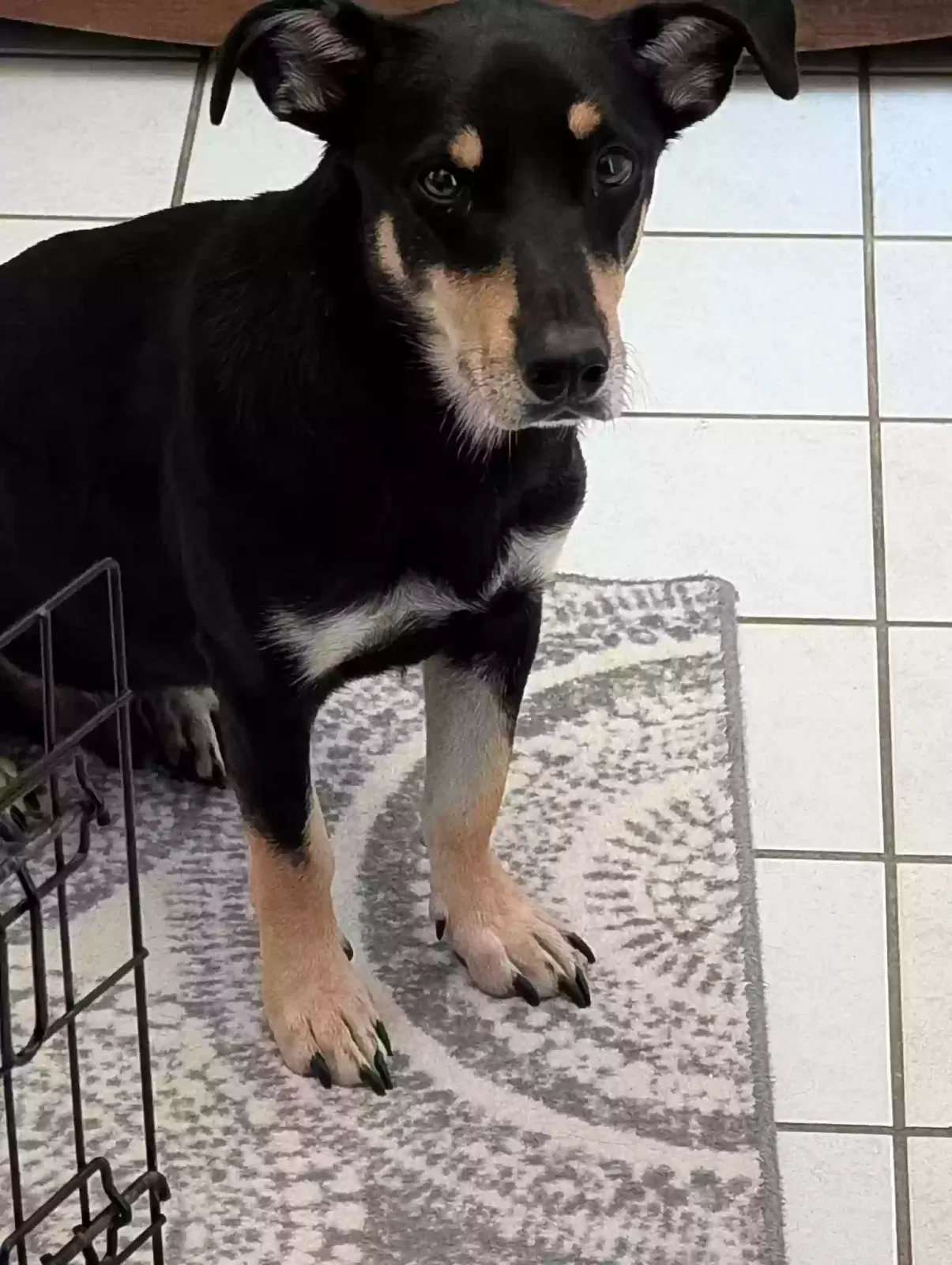 Jeff, Corgi/Daschund mix Dog for adoption in Arlington, TX, 76017