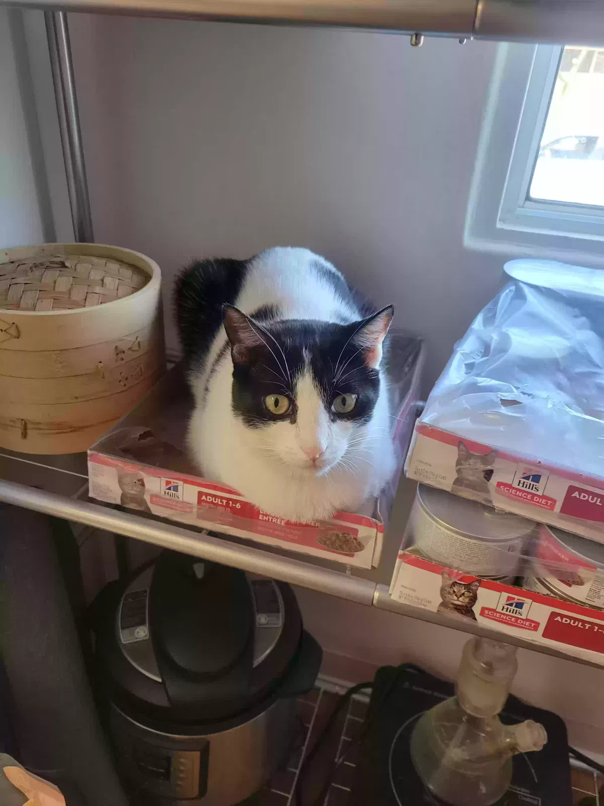 Oreo, Unknown Cat for adoption in San Diego, CA, 92107