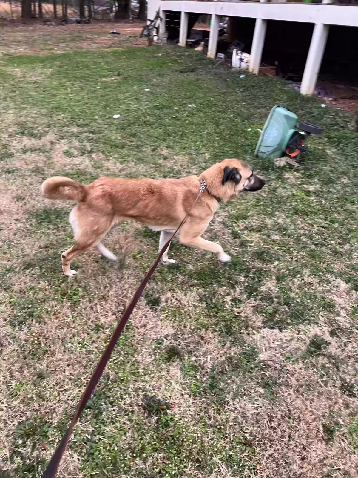 Zaza, Anatolian Shepherd Mix Dog for adoption in Maysville, GA, 30558
