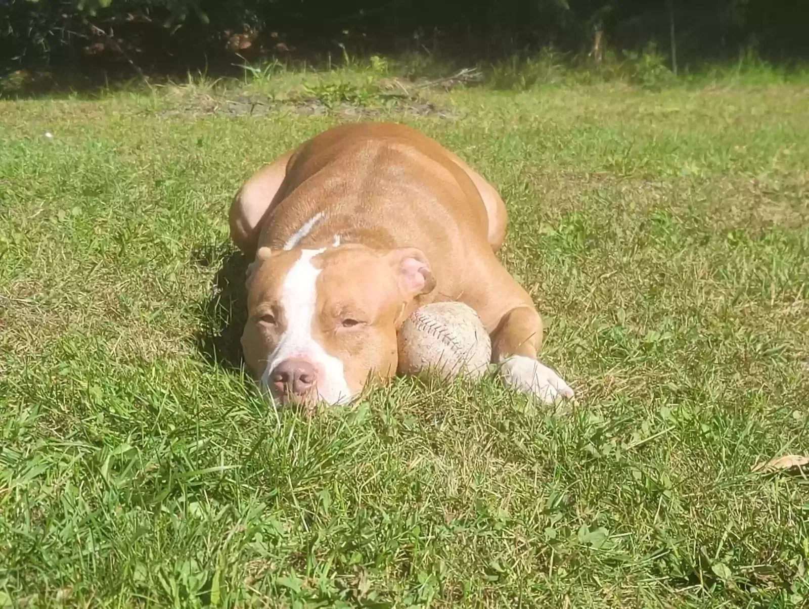 Sadie, Bully type/ mix Dog for adoption in Benzonia, MI, 49616