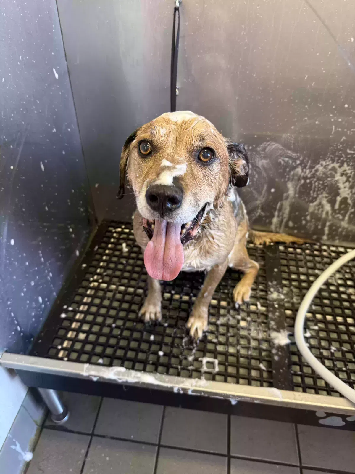 Rocky, German shepherd / Red nose coon Dog for adoption in Maple Heights, OH, 44137