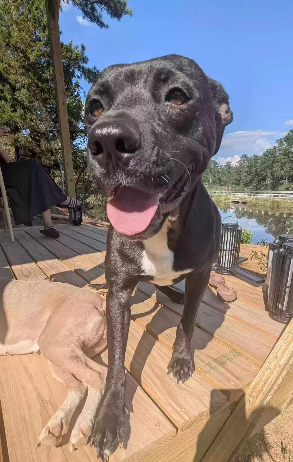 Jax, Pittie mix Dog for adoption in Leeds, AL, 35094