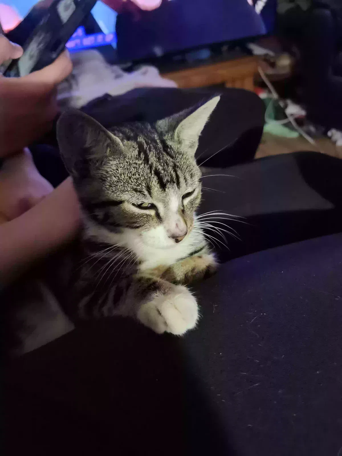 Tigger, Domestic ShortTail Cat for adoption in Beaumont, TX, 77713