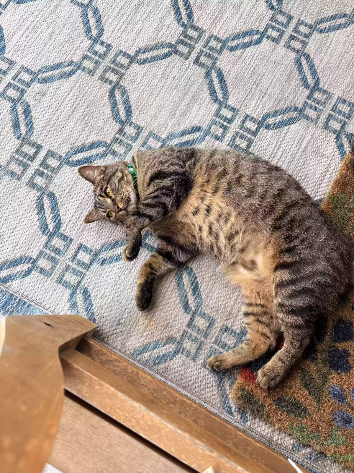 Lulu, Tabby Cat for adoption in Garner, NC, 27529