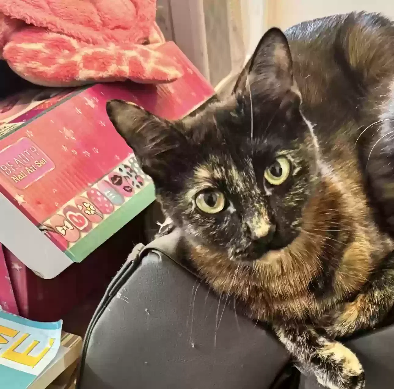 Hazel, Unknown Cat for adoption in New Britain, CT, 6051