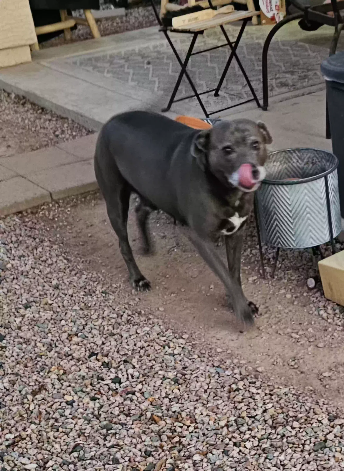 Bruno, pit bull mix Dog for adoption in Maricopa, AZ, 85138
