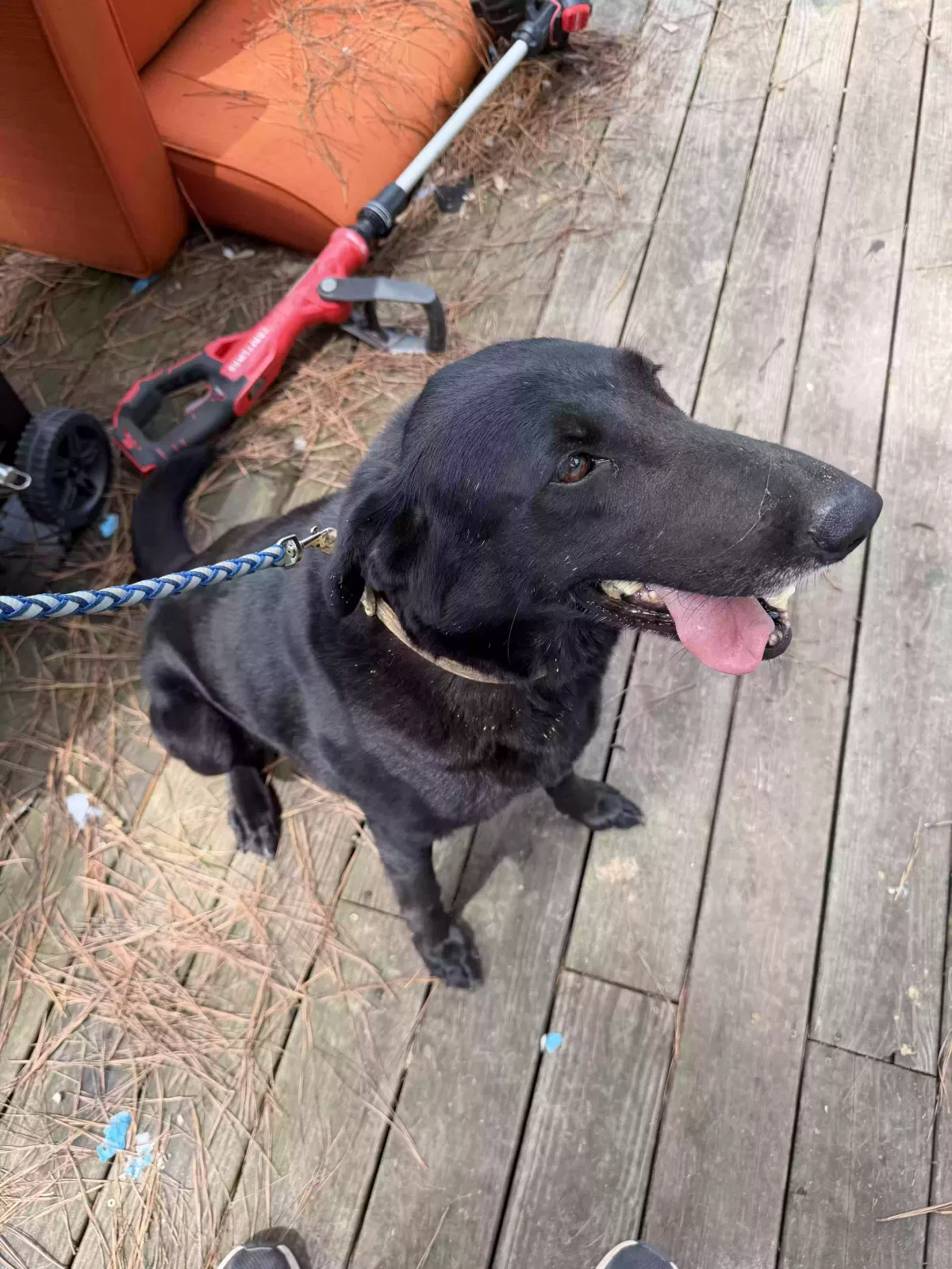 Lexi, Lab/Shepherd mix Dog for adoption in Medina, TN, 38355