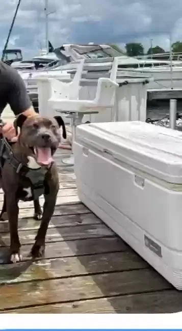 Alley, Pitbull mix Dog for adoption in Elk Grove Village, IL, 60007