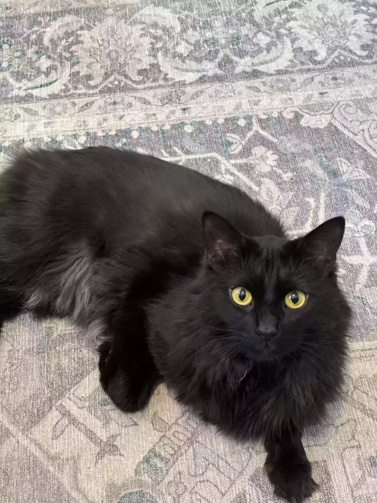 Elvis, Unknown Cat for adoption in Gulf Breeze, FL, 32563
