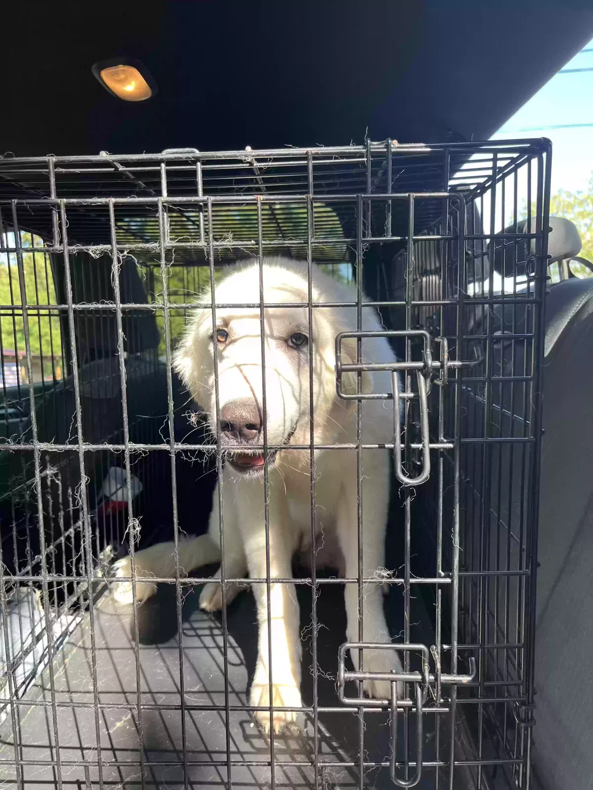 Evergreen, Unknown Dog for adoption in West Blocton, AL, 35184
