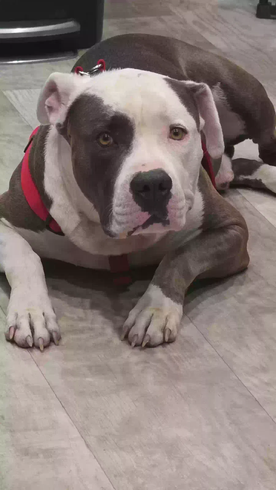 Zero, American Pitbull Dog for adoption in Burlington, CO, 80807
