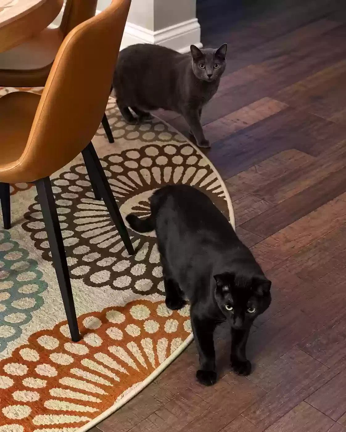 Mocha and Mimi, Unknown Cat for adoption in Middletown, OH, 45044