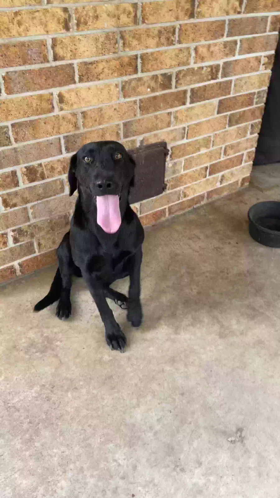 She doesn’t have a name yet, Unknown Dog for adoption in Section, AL, 35771