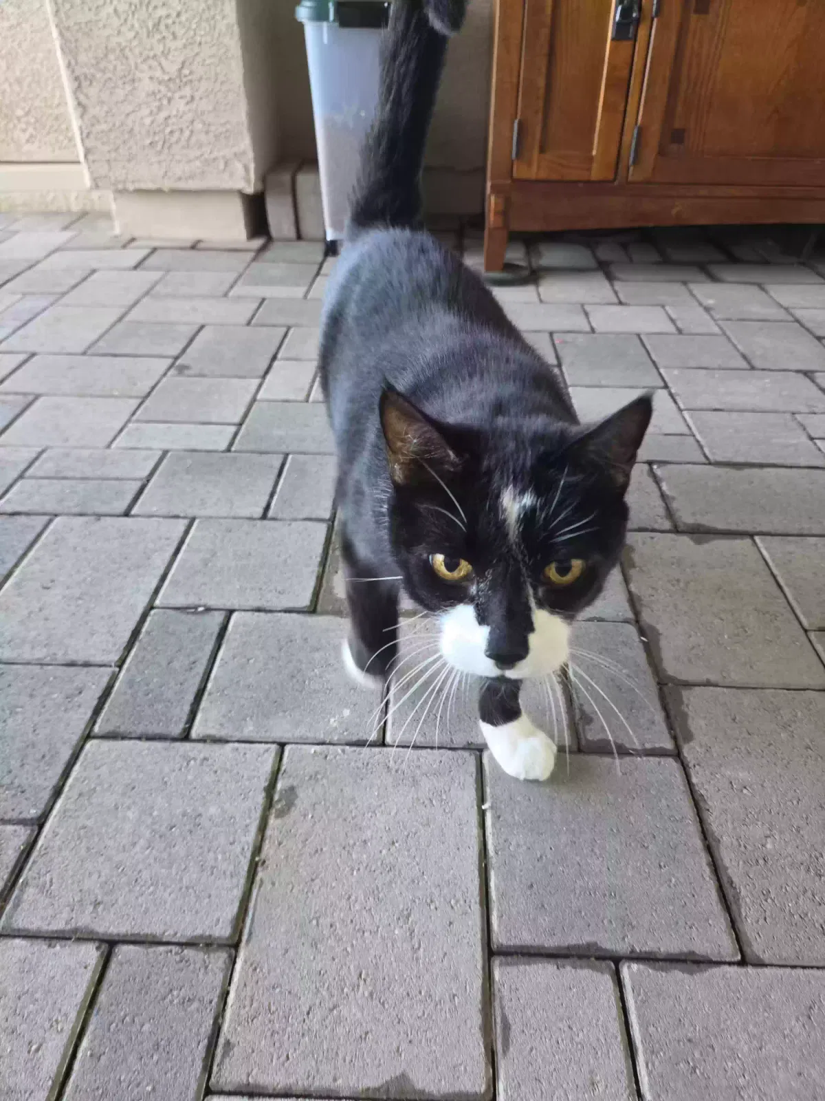Xray, Unknown Cat for adoption in Prescott, AZ, 86301