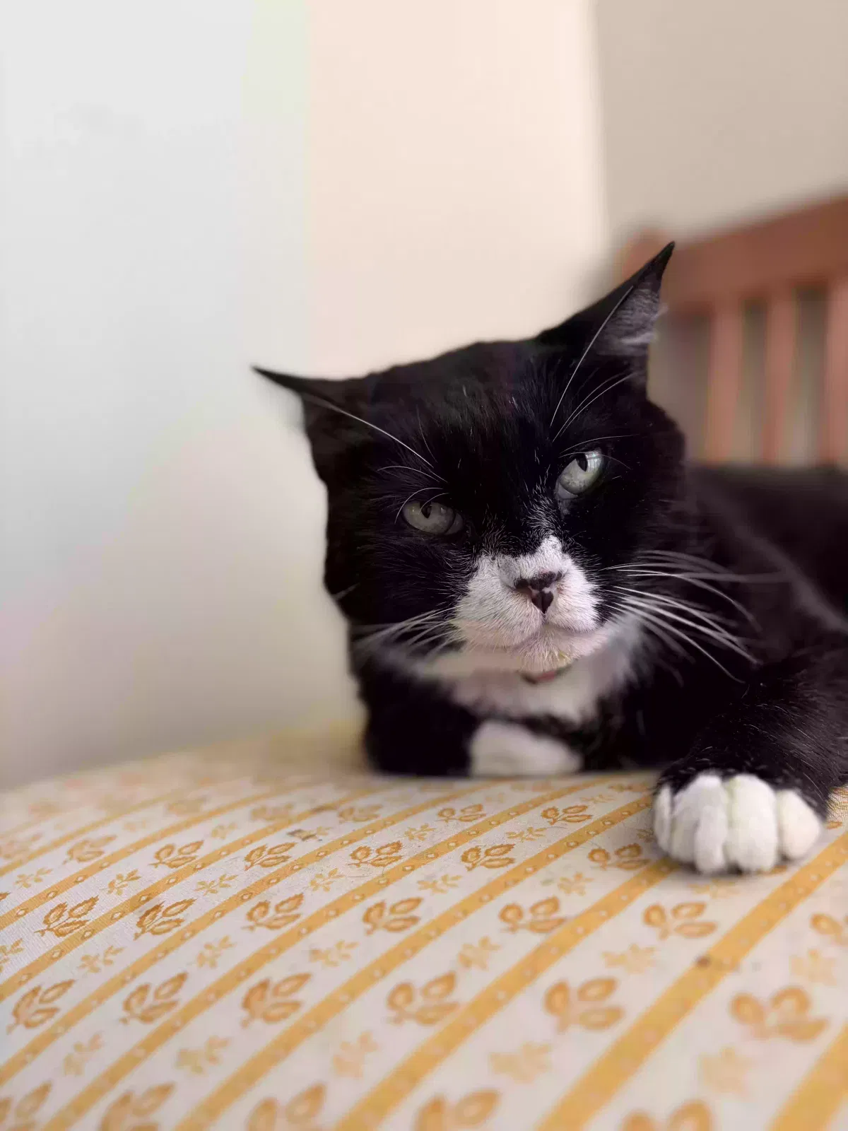 Eleanor, Unknown Cat for adoption in Atlanta, GA, 30316