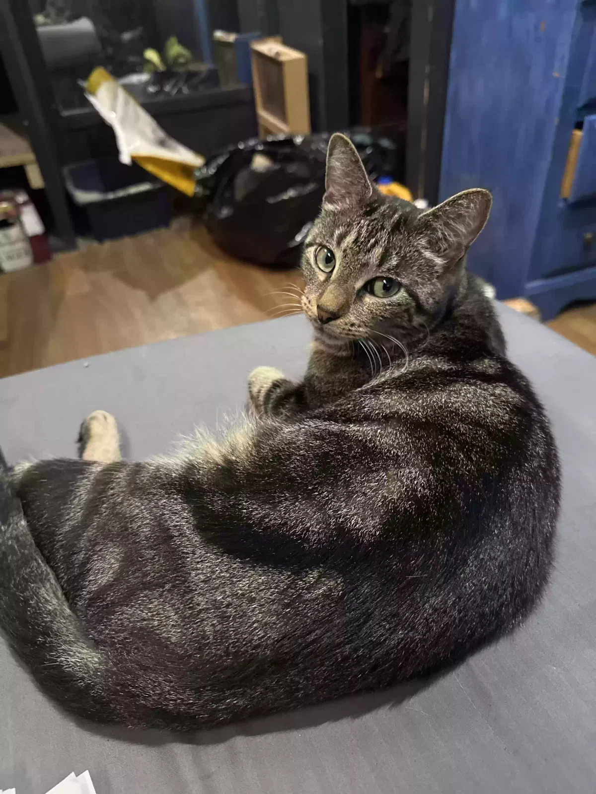 Kitty, Domestic shorthair Cat for adoption in Mount Dora, FL, 32757