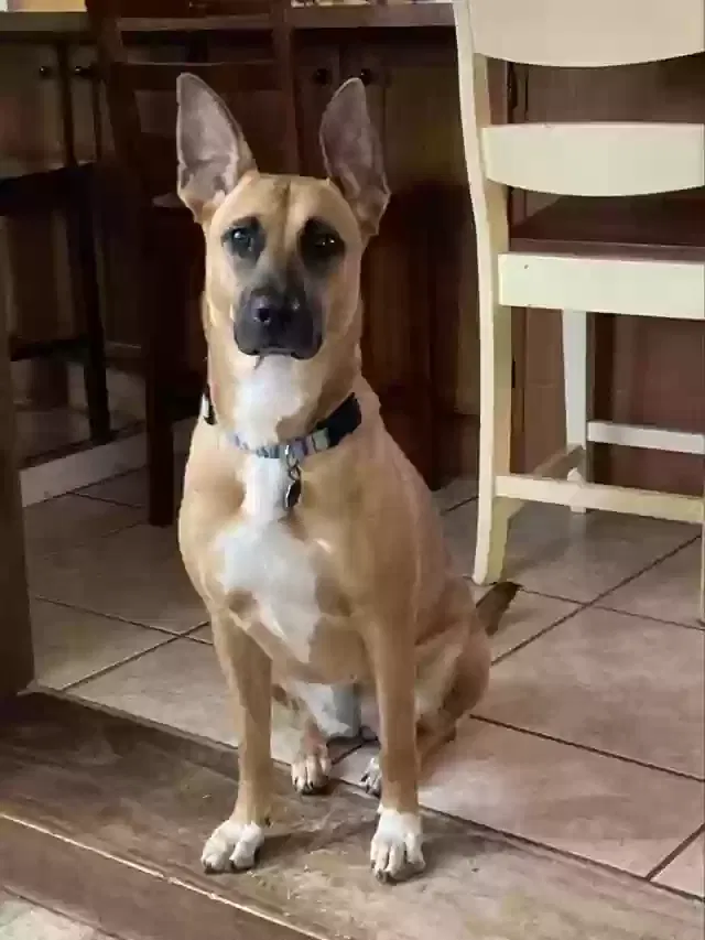 Ruby, Belgian Malinois mix Dog for adoption in Deltona, FL, 32738