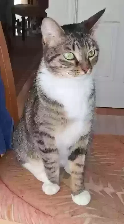 Snoopy, Tabby Cat for adoption in Mount Dora, FL, 32757