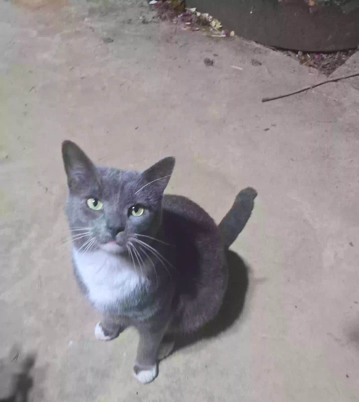 Jelly Donut, Domestic shorthair Cat for adoption in Monroe, NC, 28110