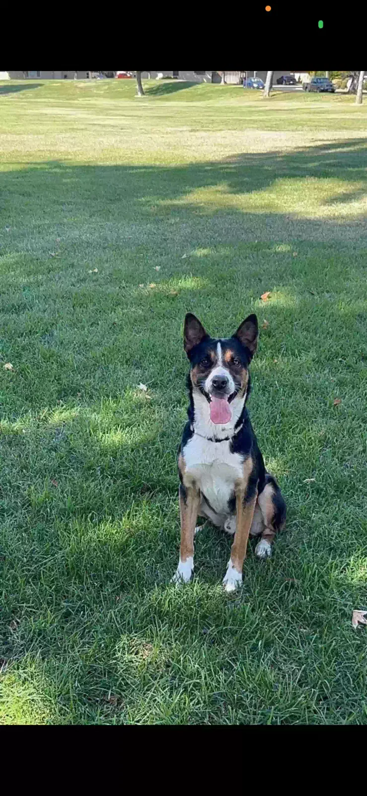 Ashli Oliver, German Sheppard mix Dog for adoption in Modesto, CA, 95355