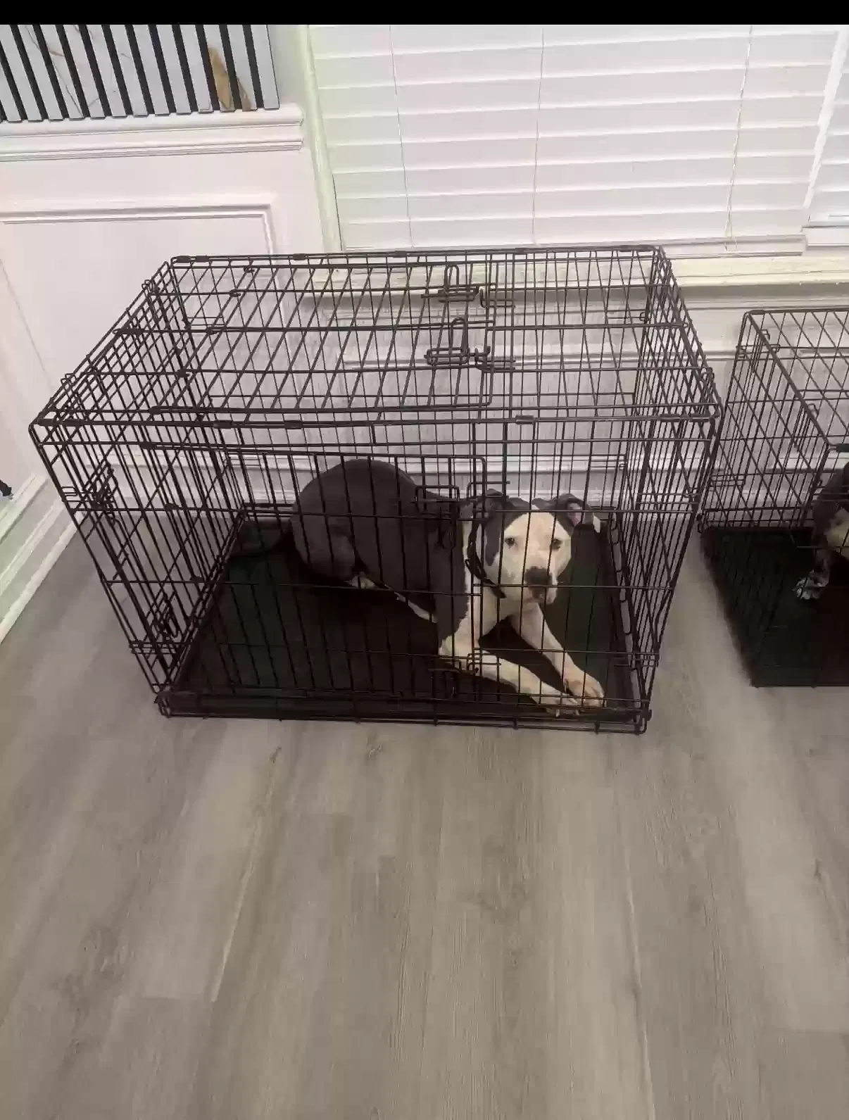 Emma, Pitbull Dog for adoption in Ellenwood, GA, 30294